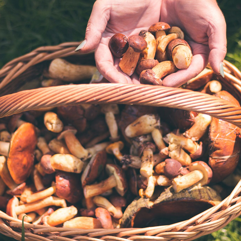 Person putting freshly picked mushrooms into a basket.